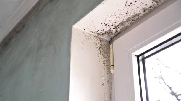 Best Fast Mold Removal  in Eminence, KY