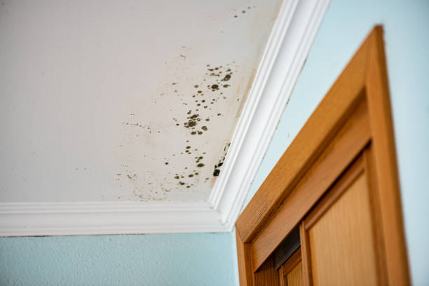 Best Mold Damage Repair  in Eminence, KY
