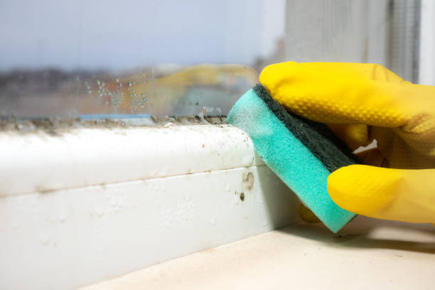 Best Local Mold Removal Service  in Eminence, KY