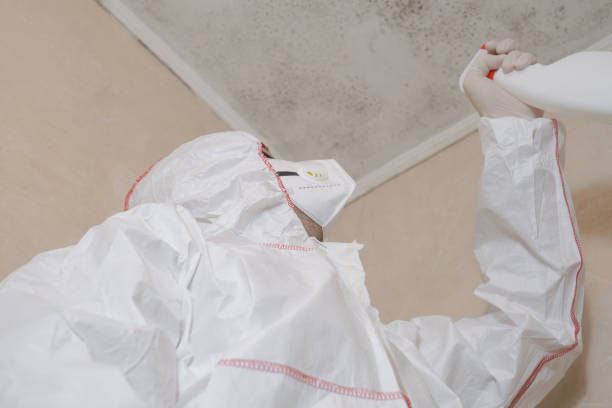 Best Attic Mold Removal  in Eminence, KY