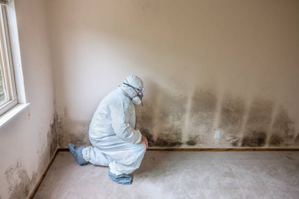 Best Mold Damage Repair  in Eminence, KY