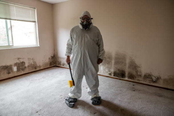 Best Black Mold Removal  in Eminence, KY