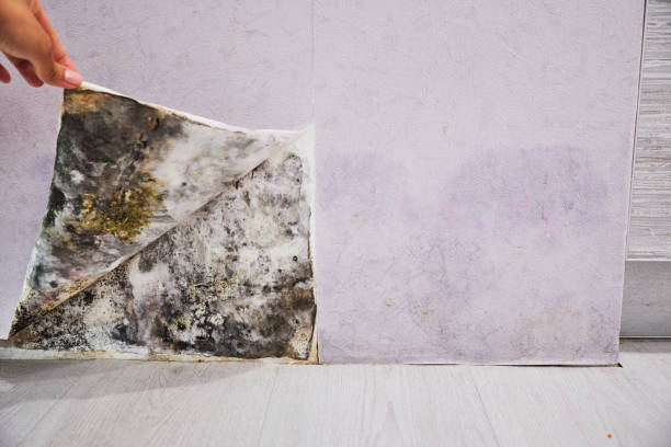 Best Commercial Mold Removal  in Eminence, KY